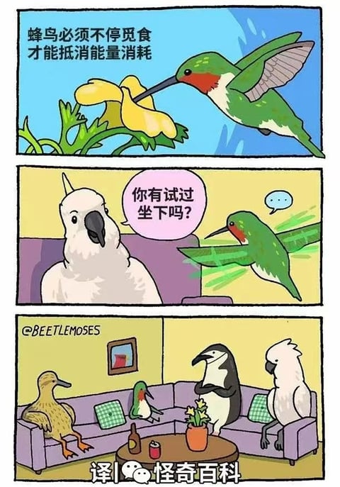 Meme